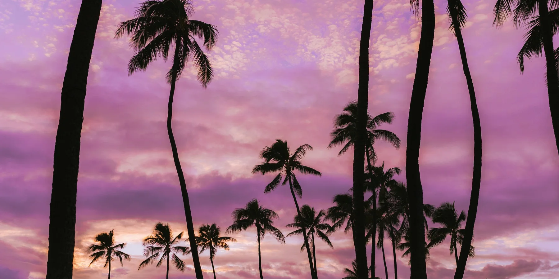 Silhouetted palm trees against a purple sunset sky over Honolulu, Hawaiʻi